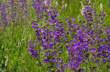 Clary-Sage