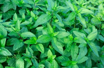 mint