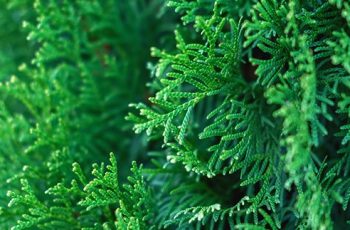 cedarwood